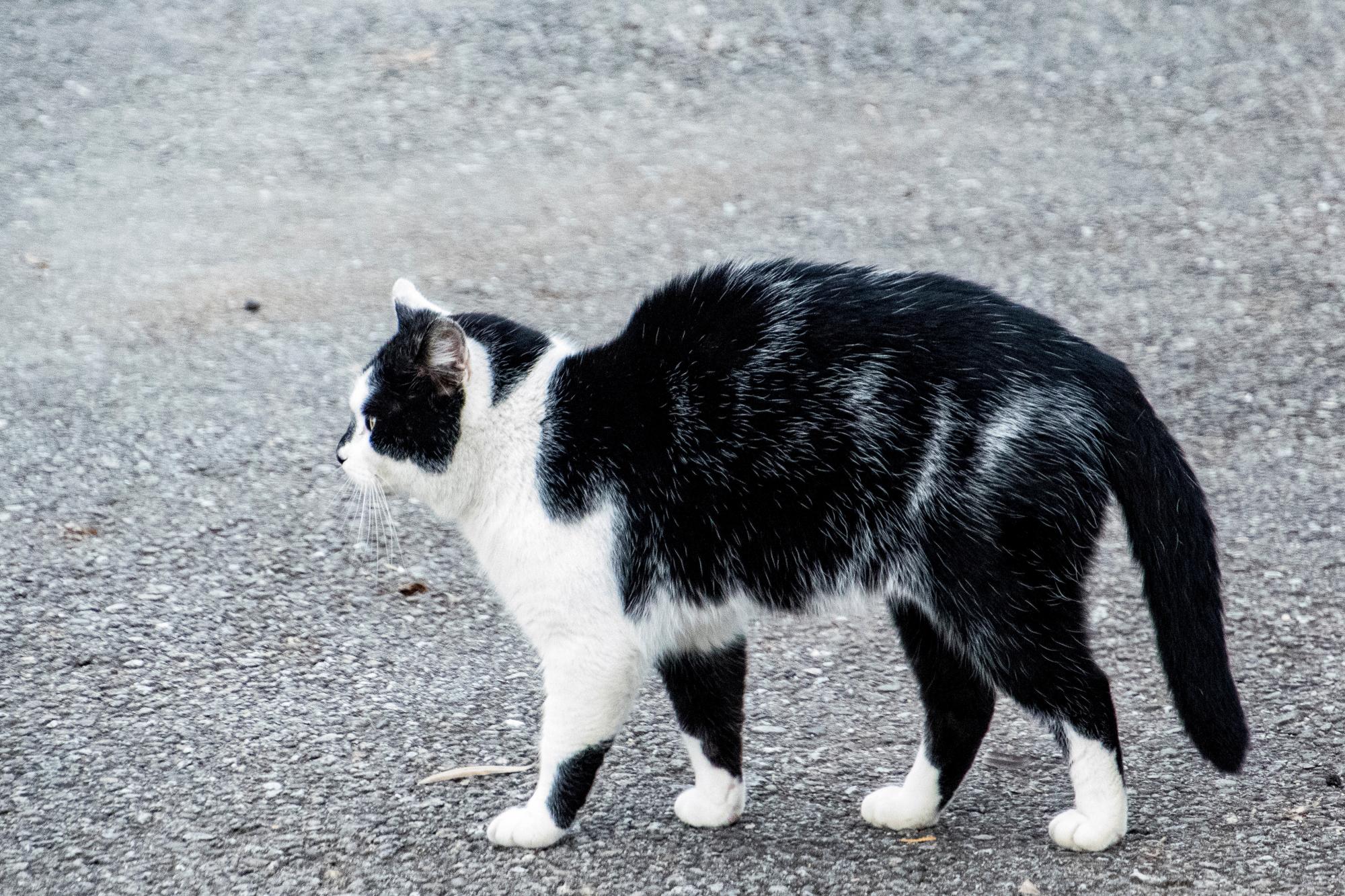 Descubierta nueva raza de gatos: Oreo