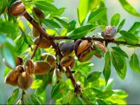 Almendras: pequeñas joyas nutritivas y versátiles