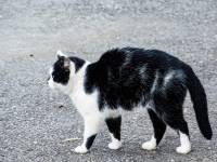 Descubierta nueva raza de gatos: Oreo