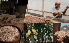 Grupo Lacasa completa con éxito la cosecha secundaria de cacao