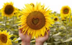 Recarga energía y acaba con el cansancio con las pipas de girasol