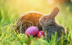 ¿Por qué se simboliza la Pascua con huevos y conejos?
