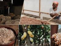 Grupo Lacasa completa con éxito la cosecha secundaria de cacao