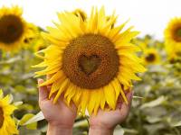 Recarga energía y acaba con el cansancio con las pipas de girasol