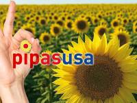 Pipas USA desarrolla híbridos de girasol en su apuesta por “la calidad, el rendimiento y la resiliencia”