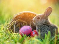 ¿Por qué se simboliza la Pascua con huevos y conejos?