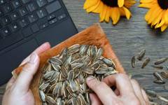 Las pipas de girasol: un favorito nacional que une generaciones