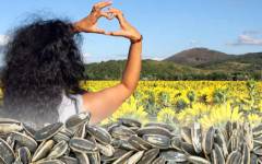 Cómo aprovechar al máximo los beneficios de las pipas de girasol