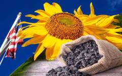 EEUU se corona como productor de pipas de girasol