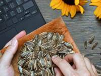 Las pipas de girasol: un favorito nacional que une generaciones