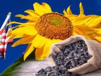 EEUU se corona como productor de pipas de girasol