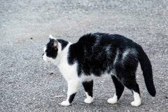 Descubierta nueva raza de gatos: Oreo