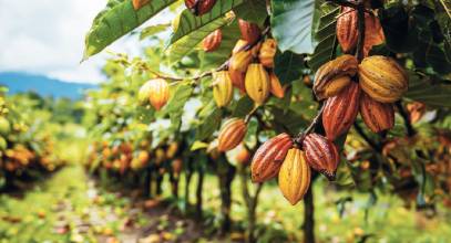 Chocolate y derivados del cacao: el placer no se negocia