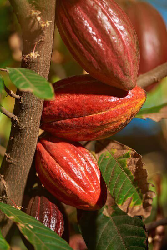 Nueva forma de elaborar chocolate: menos azúcar y más sostenible