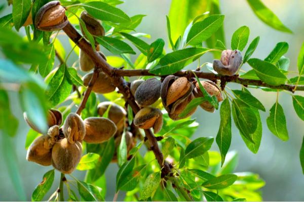 Almendras: pequeñas joyas nutritivas y versátiles