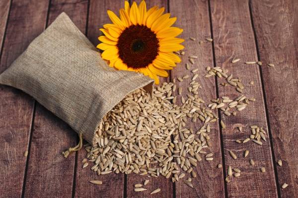 Por qué las pipas de girasol son recomendadas para las mujeres embarazadas