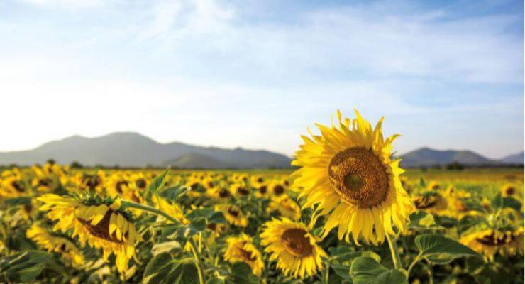 EEUU se corona como productor de pipas de girasol