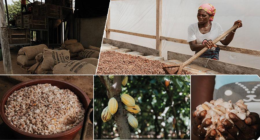 Grupo Lacasa completa con éxito la cosecha secundaria de cacao