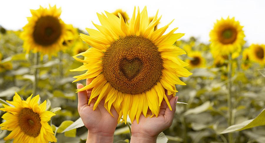 Recarga energía y acaba con el cansancio con las pipas de girasol