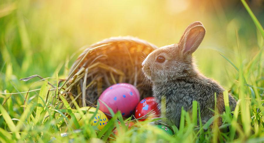 ¿Por qué se simboliza la Pascua con huevos y conejos?